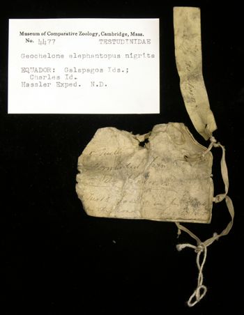 Media type: image; Herpetology R-4477